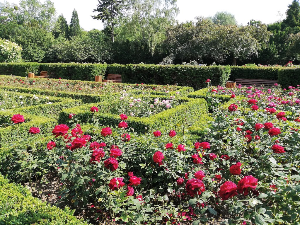 blühende rote Rosen im Rosengarten