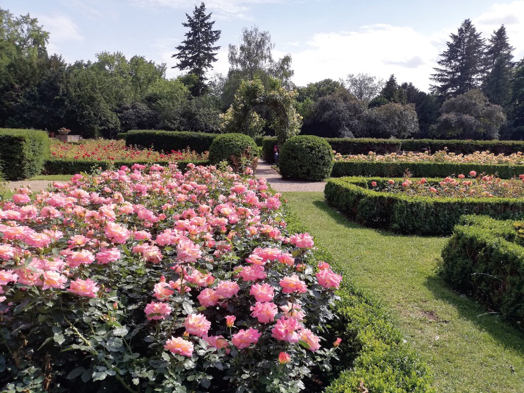 Blühende Rosen im Rosengarten