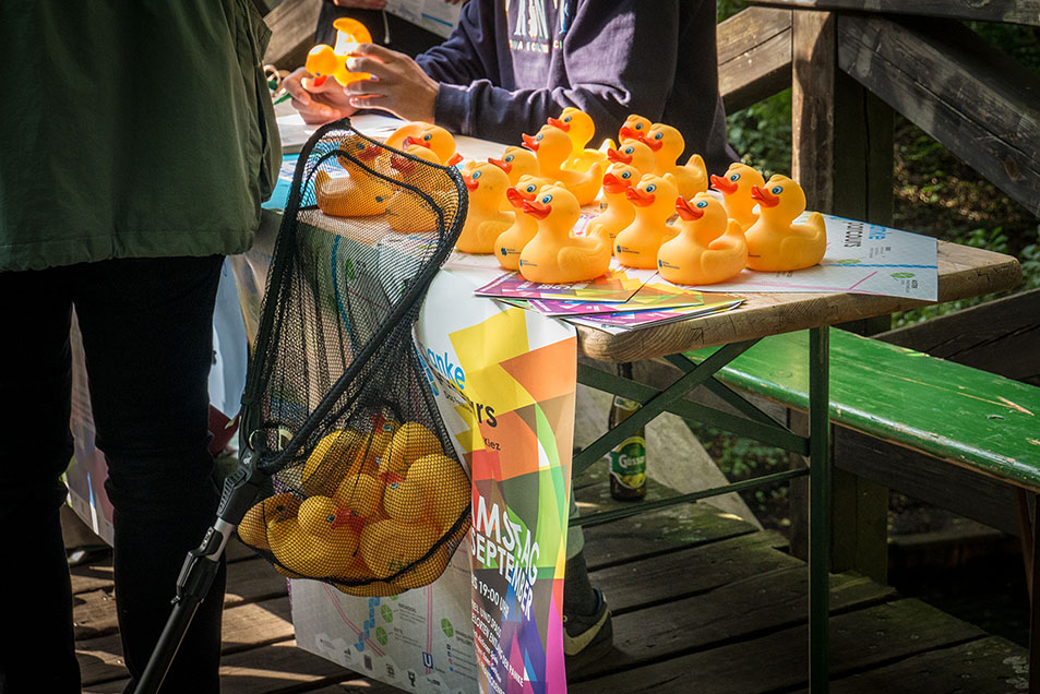 Die Gummienten warten auf den Start des Entenrennens auf der Panke. Foto: Sulamith Sallmann