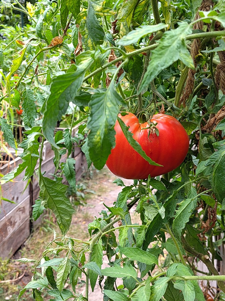 Essbares Himmelbeet - eine reife Tomate im Hochbeet. Foto: Hensel