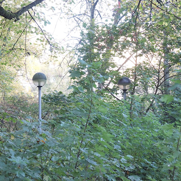 Wildwuchs in der Stralsunder Straße