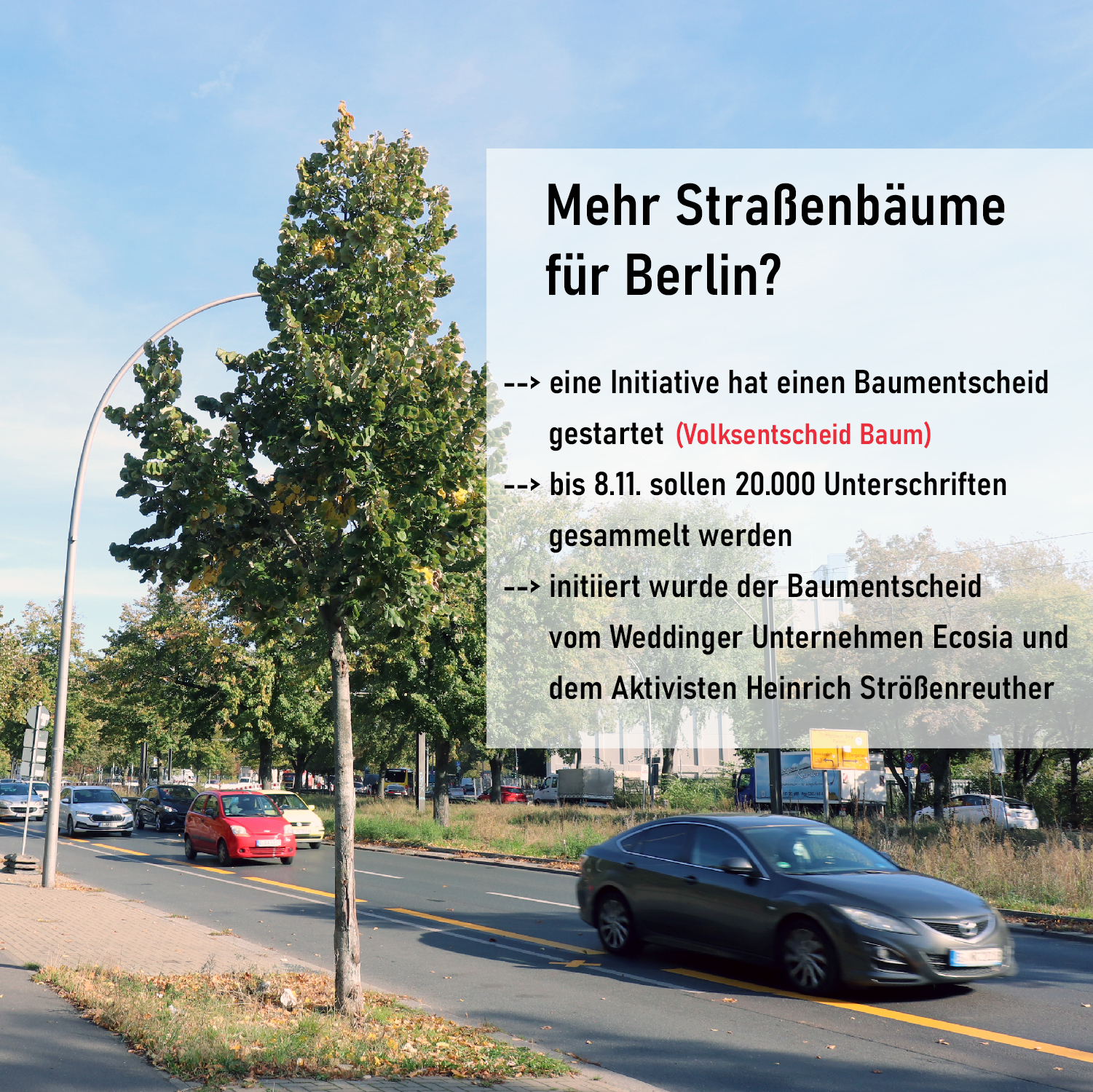 Mehr Bäume für Berlin: Baumentscheid gestartet