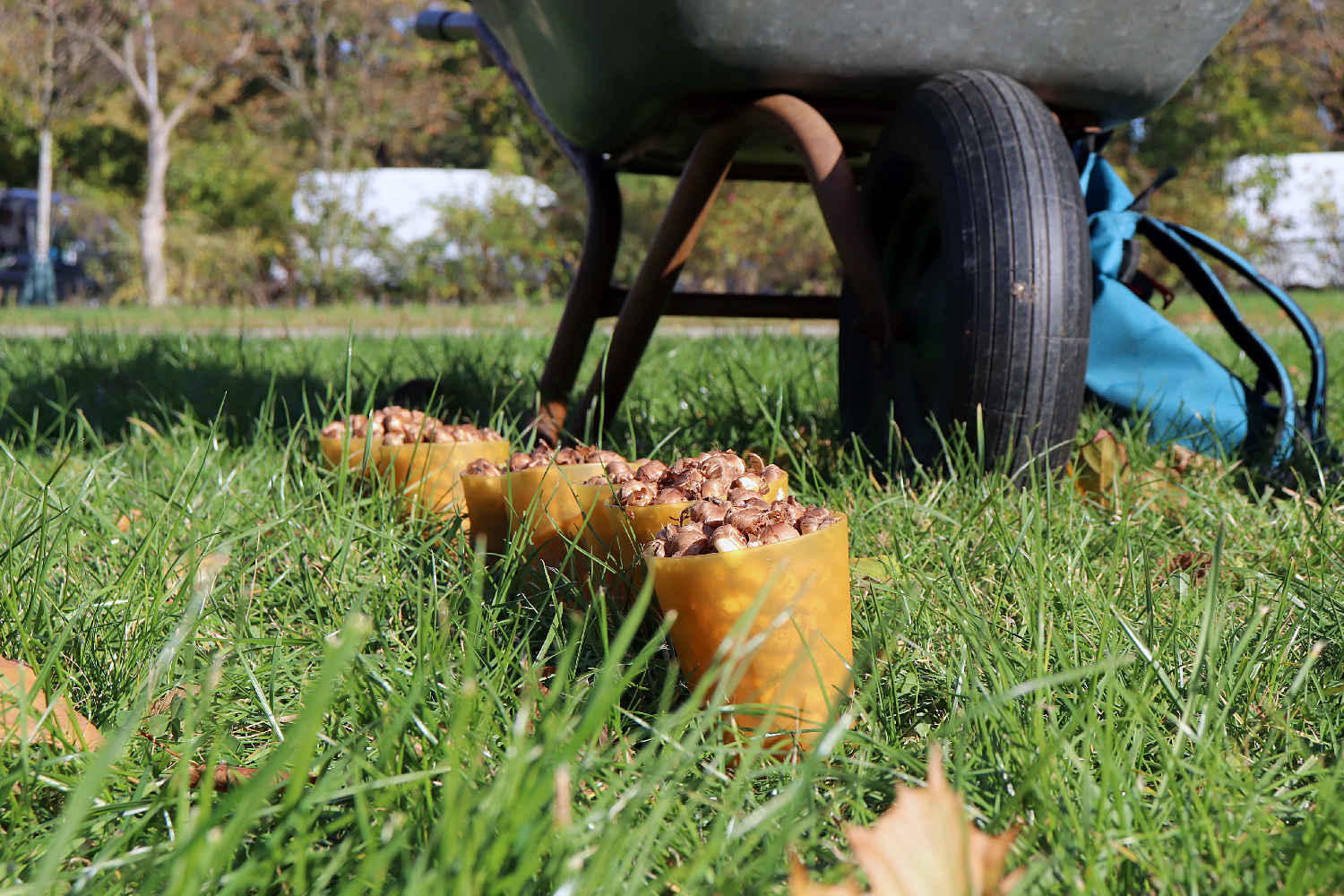 Für ein Blütenmeer auf dem Louise-Schroeder-Platz