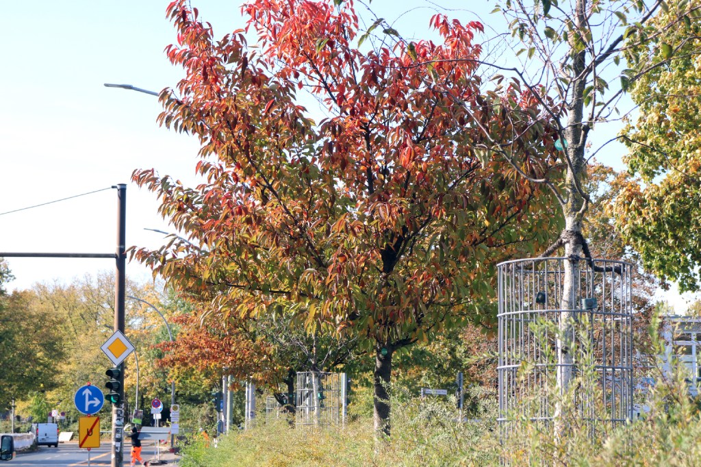 Straßenbäume an der Osloer Straße. Foto: Schnell