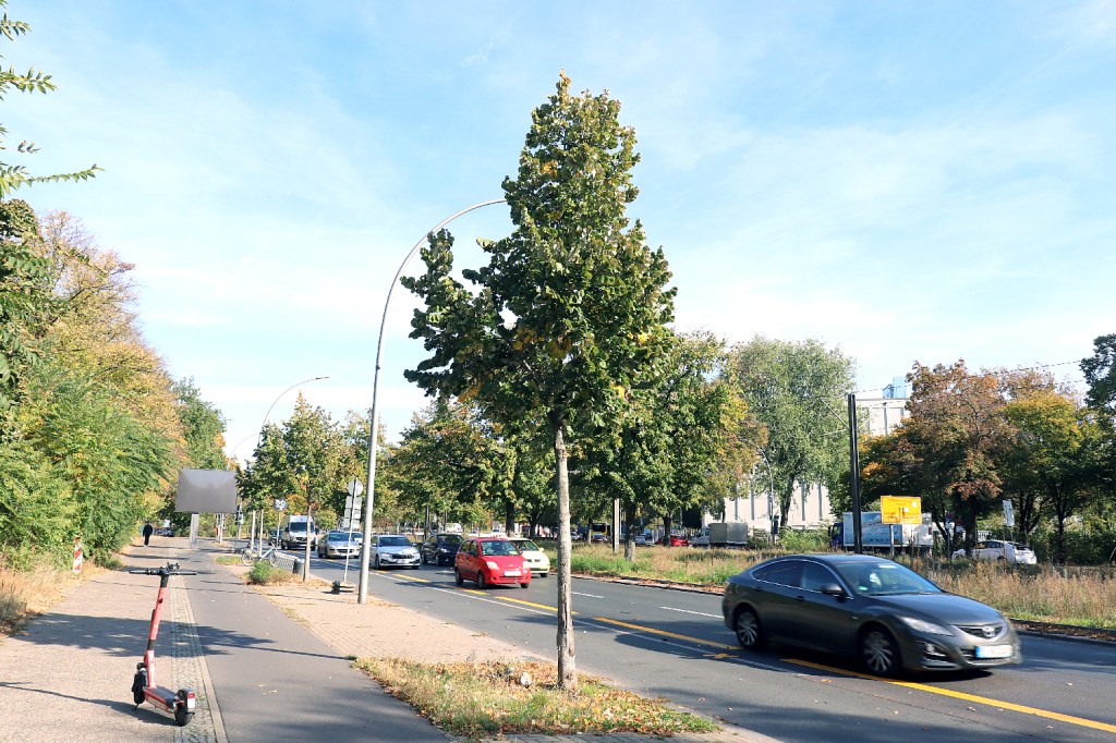 Straßenbaum an der Seestraße. Foto: Schnell