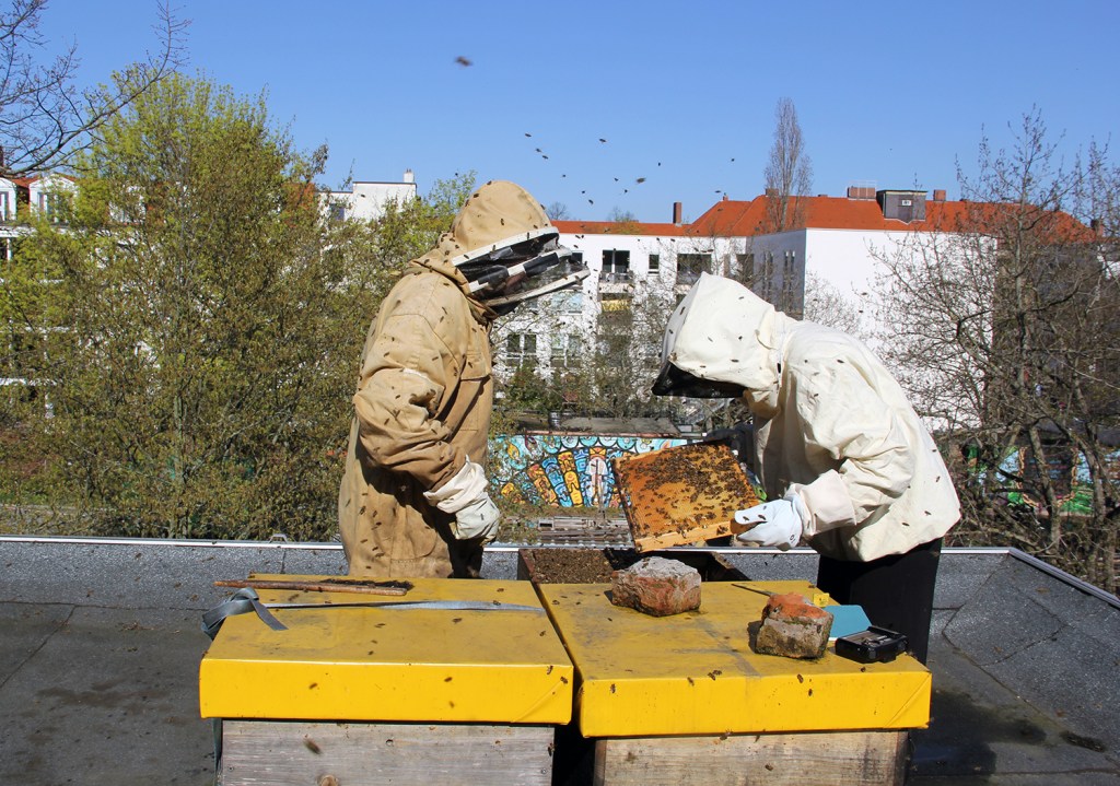 Zwei Lieblingsprojekte auf einem Bild: die Bienen auf dem Dach des Centre, im Hintergrund ist ein Stück Rote Beete-Garten zu sehen. Foto: Hensel