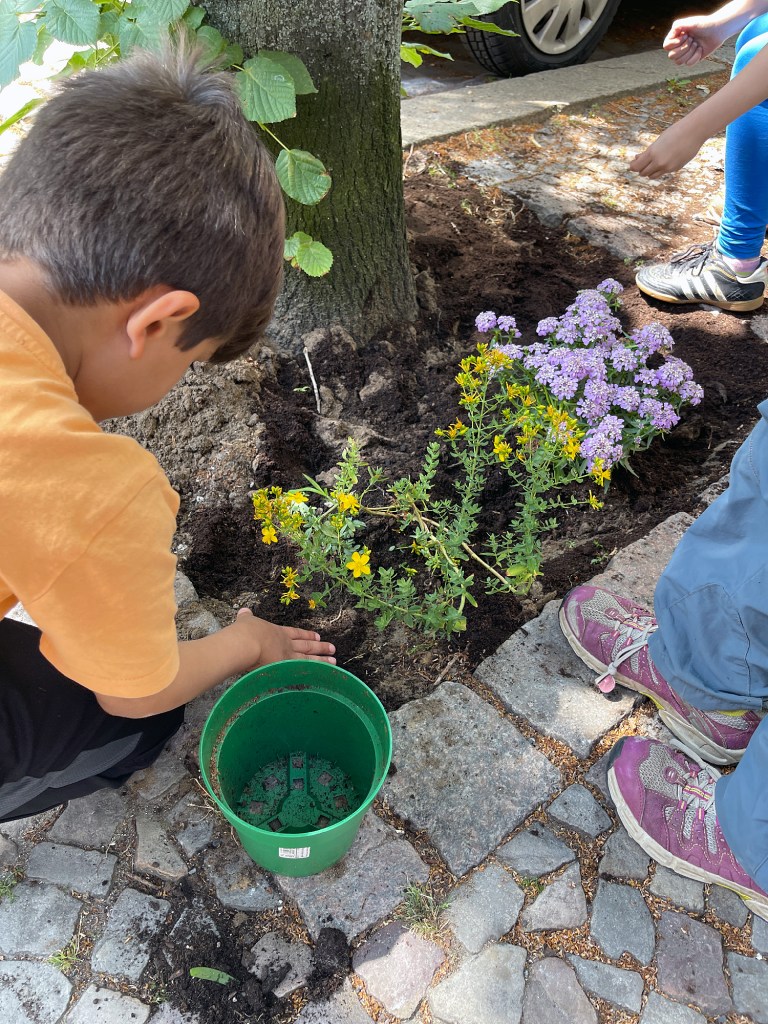 Die Baumscheibe wird bepflanzt. Foto: privat