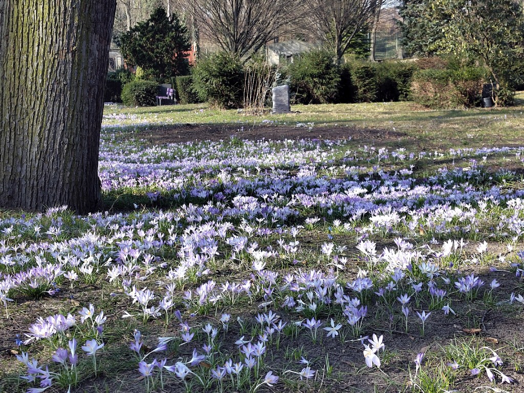 Die evangelischen Friedhöfe an der Seestraße sind im jetzt im Frühling ein Krokusmeer. Fotos (3): Hensel