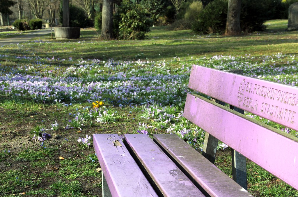 Ein Bank auf dem Friedhof, umsäumt von Frühblühern. Foto: Hensel