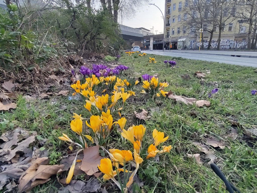 Frühblüher in der Reinickendorfer Straße neben dem Nettelbeckplatz. Foto: Hensel
