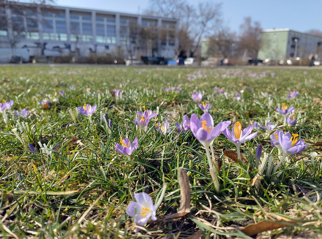 Krokusse auf dem Louise-Schroder-Platz. Sie waren im vergangenen Jahr bei einer Aktion das SUZ Mitte von Schülern gesteckt worden. Foto: Hensel