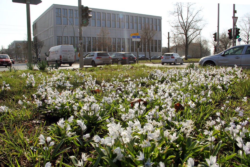 Frühblüher auf dem Mittelstreifen am Louise-Schroeder-Platz Ecke Seestraße. Foto: Hensel