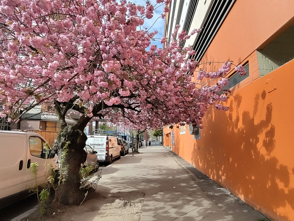 Die japanischen Zierkirschbäume haben im April wieder wunderschön geblüht. Foto: Hensel