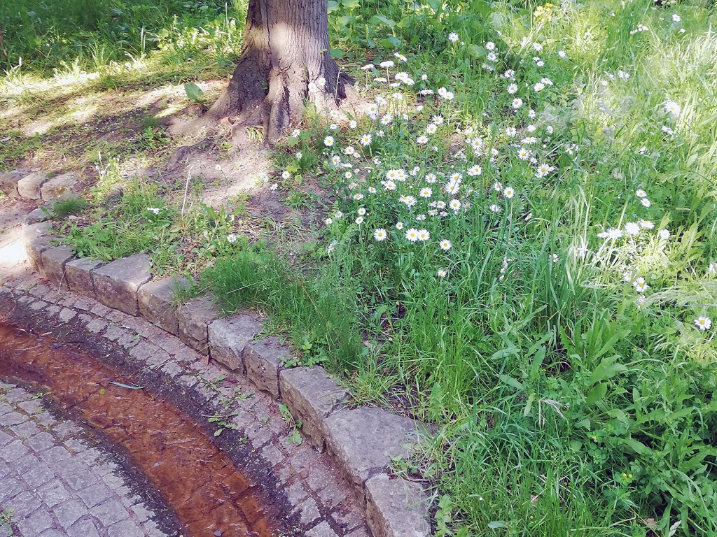 Wildblumen am Wasserlauf im Humboldthain. Foto: Hensel
