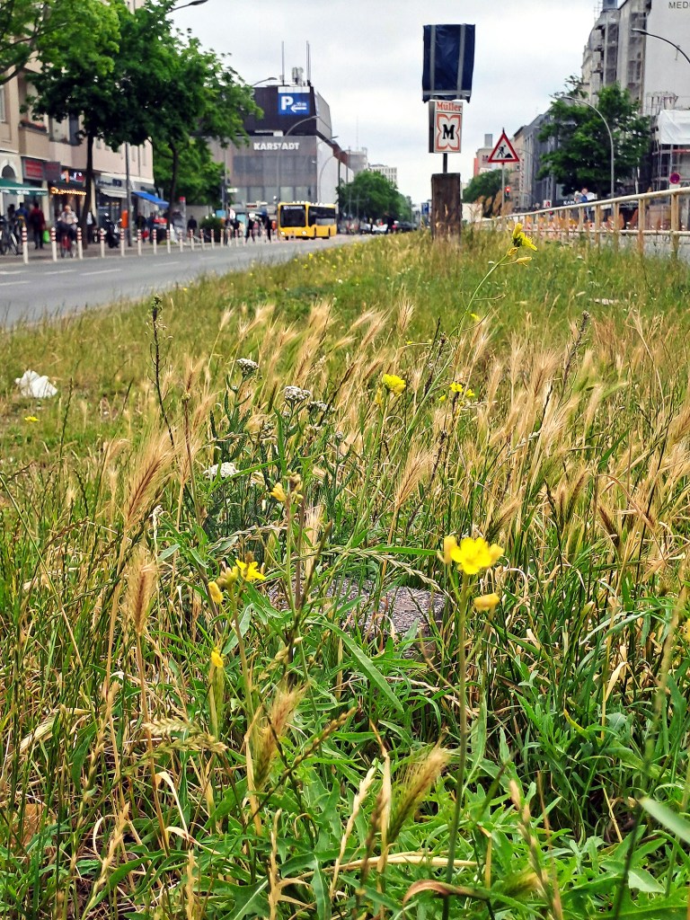 Mittelstreifen der Müllerstraße. Foto: Schnell