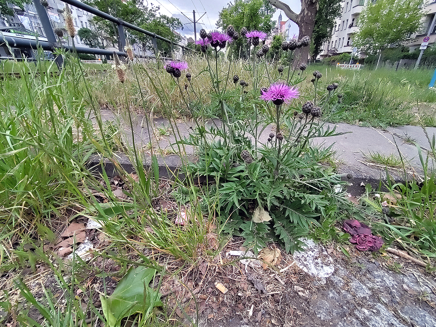 Kleine Naturwunder: Blumen statt Beton