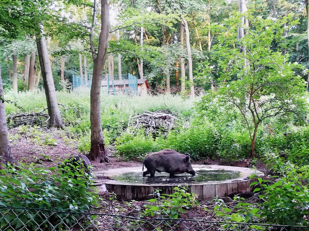 Das Wildgehege im Volkspark Rehberge. Foto: Hensel