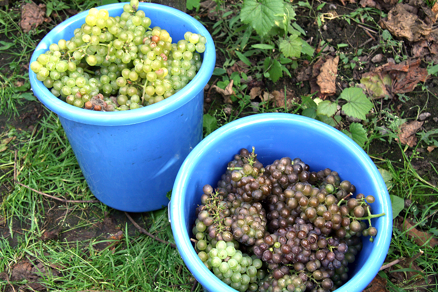 Gute Weinlese für Humboldthainer Hauptstadtsekt