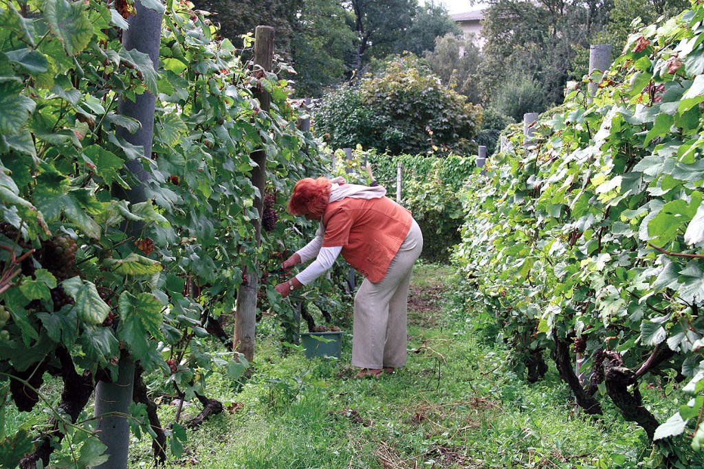 Weinlese im Humboldthain. Foto: Hensel