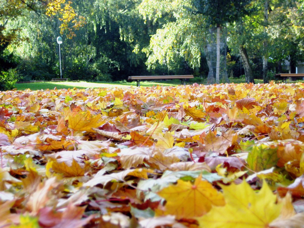 Buntes Herbstlaub am Vinetaplatz. Foto: Hensel