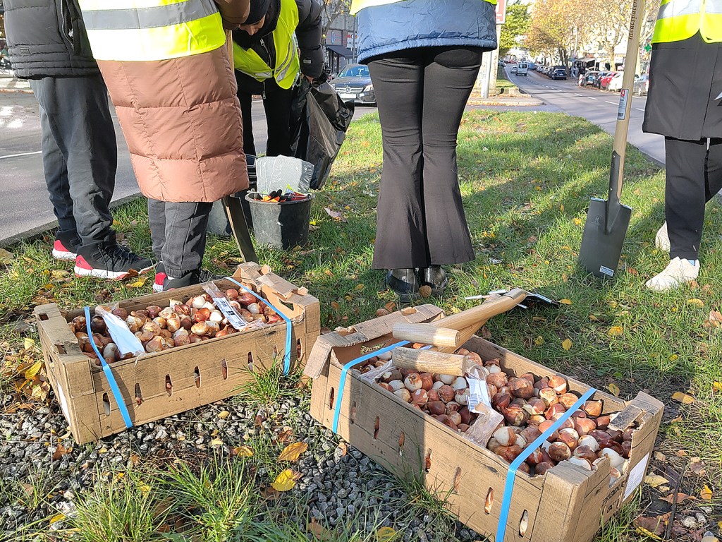 Blumenzwiebeln stecken auf dem Mittelstreifen der Badstraße