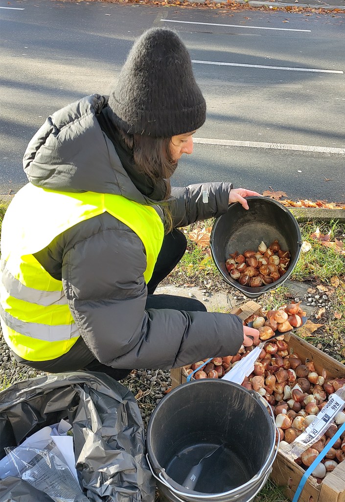 Blumenzwiebeln stecken auf dem Mittelstreifen der Badstraße