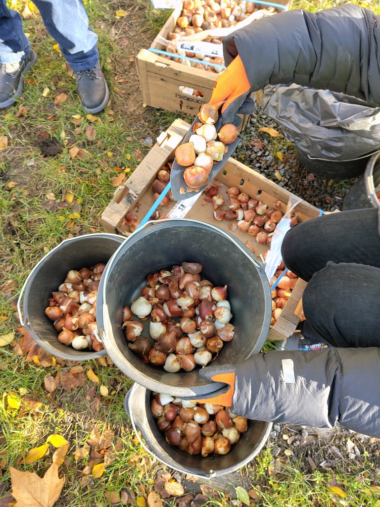 Blumenzwiebeln stecken auf dem Mittelstreifen der Badstraße