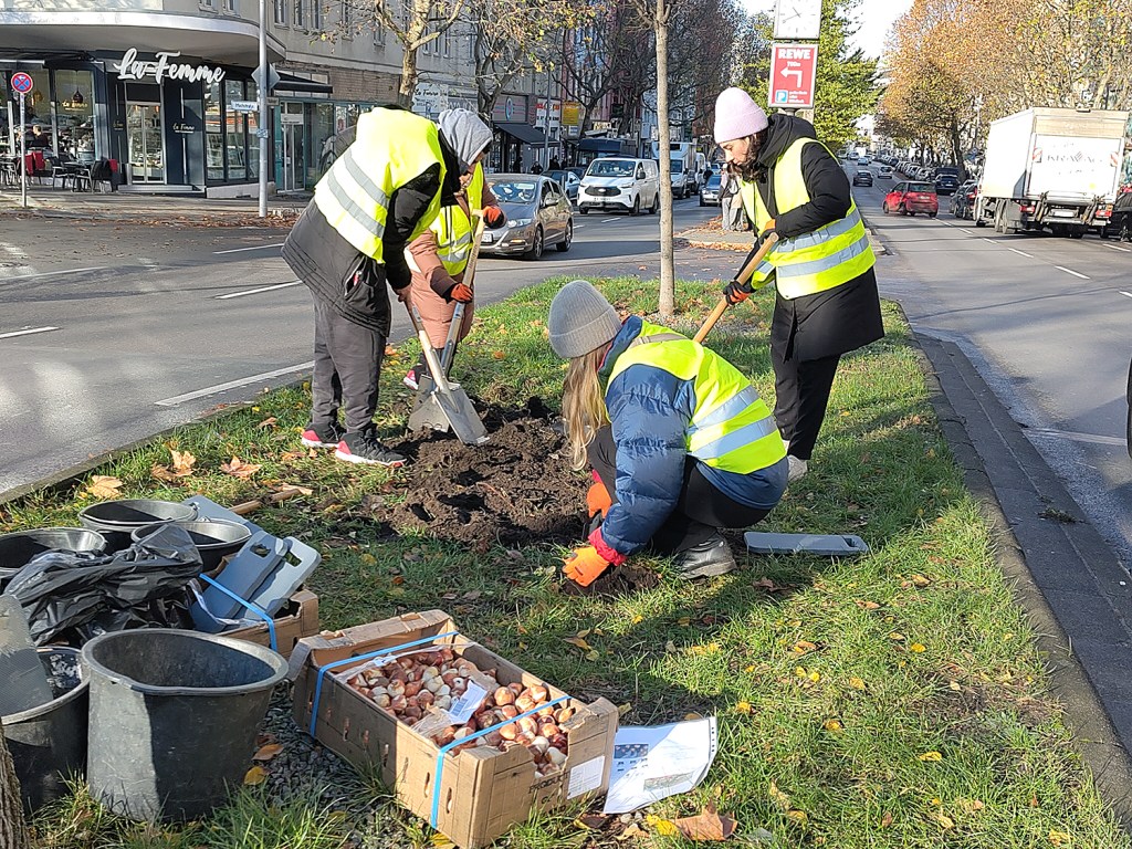 Blumenzwiebeln stecken auf dem Mittelstreifen der Badstraße