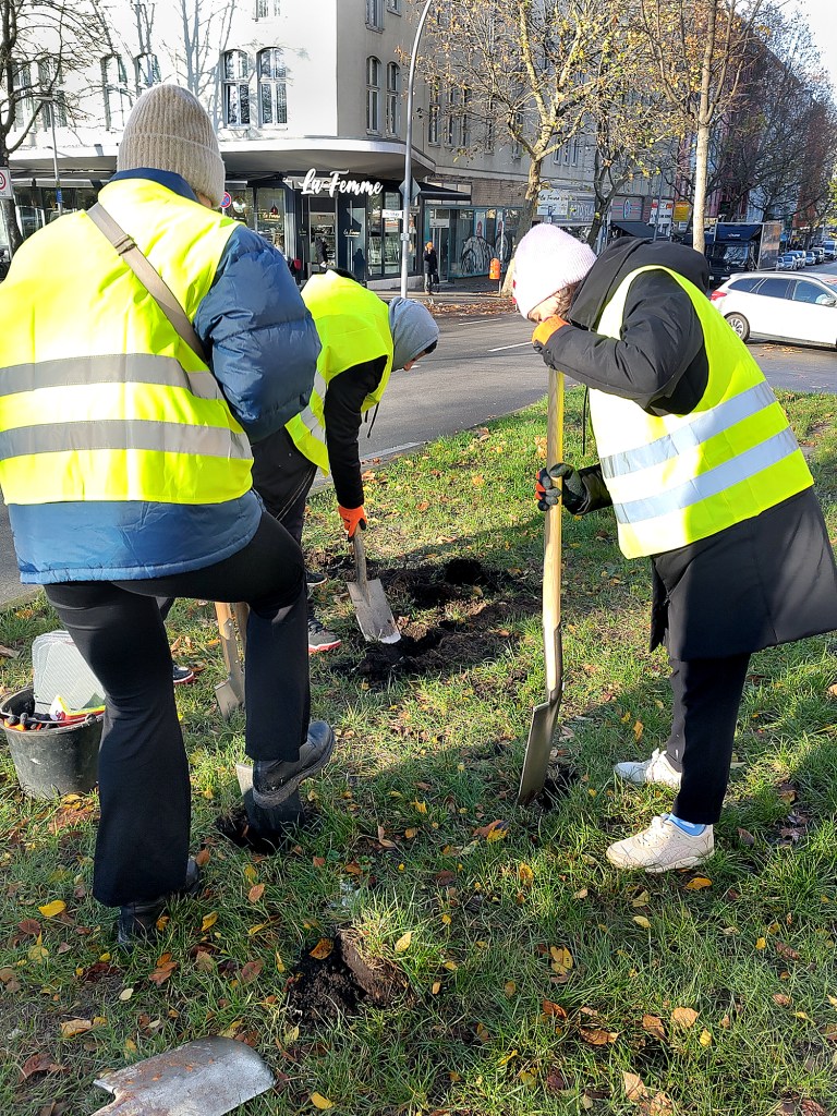 Blumenzwiebeln stecken auf dem Mittelstreifen der Badstraße