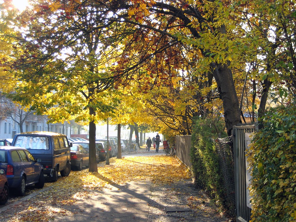 Straßenbäume in der Stralsunder Straße im Herbst. Foto: Hensel