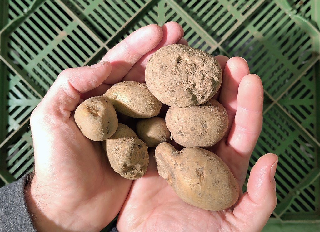 Ein kleine Portion Kartoffeln. Bei der Kartoffel-Rettungsaktion gibt es deutlich mehr - kostenlos