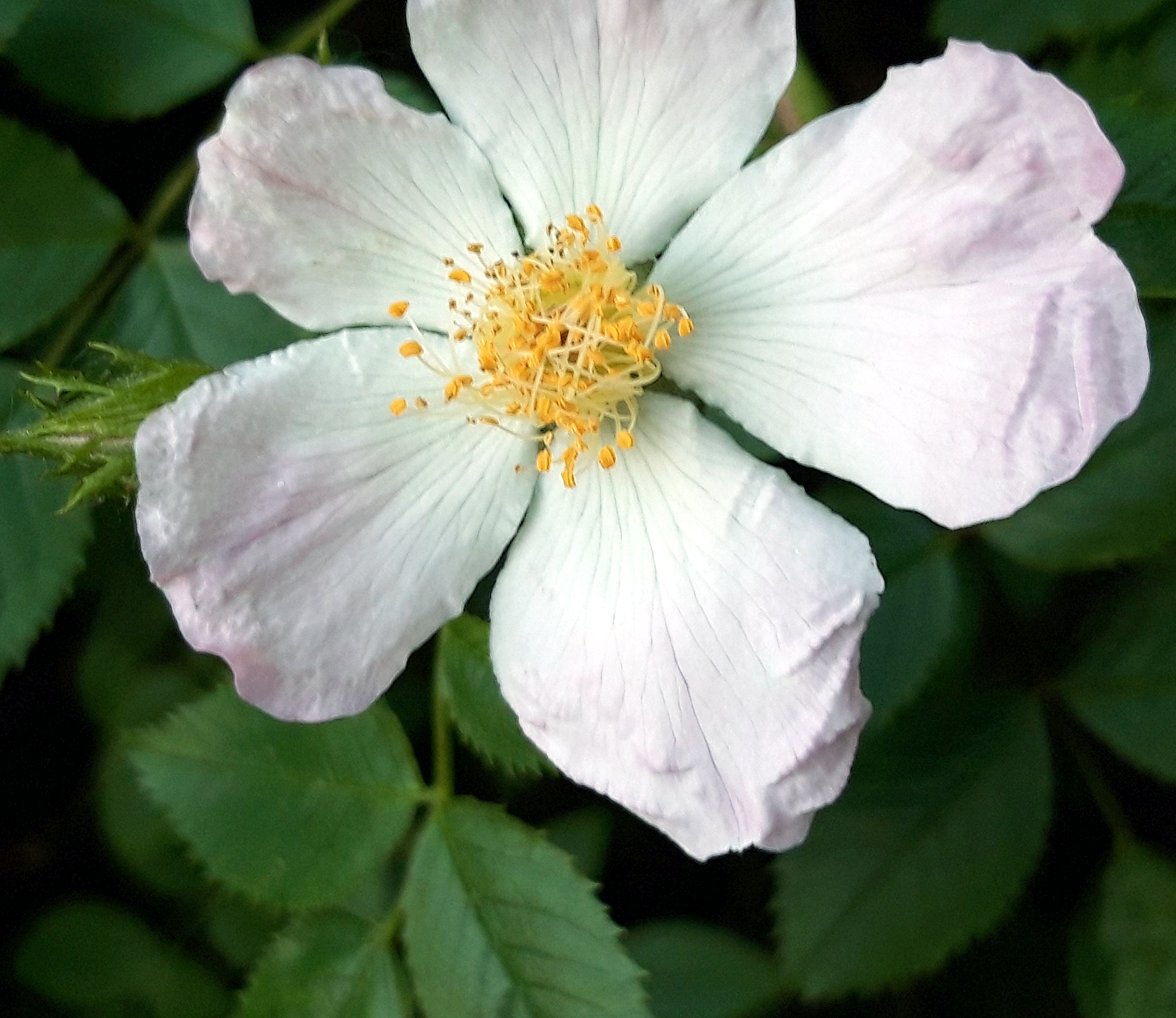 Avatar von Corinna Neinass