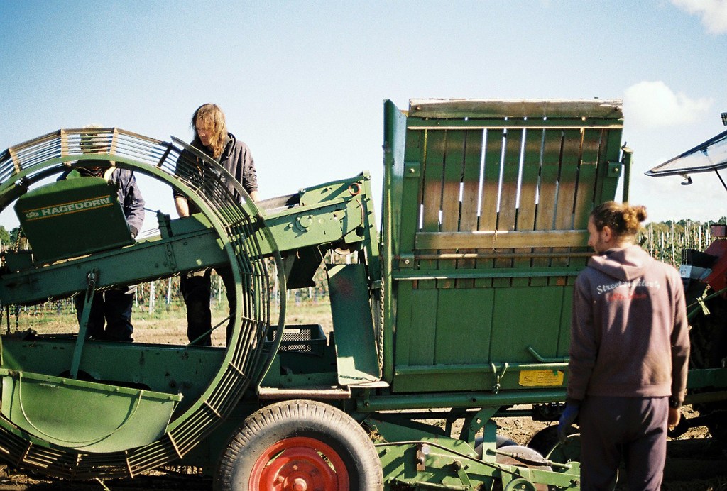 Bei der Kartoffelernte von PlantAge. Foto: PlantAge