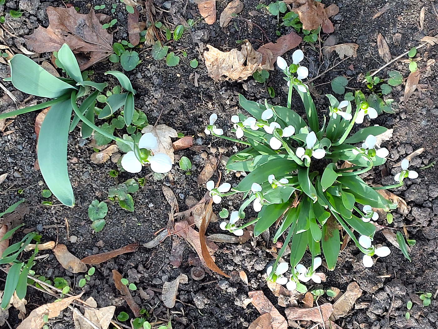 Frühlingsgewissheit – kein Winter währt ewig
