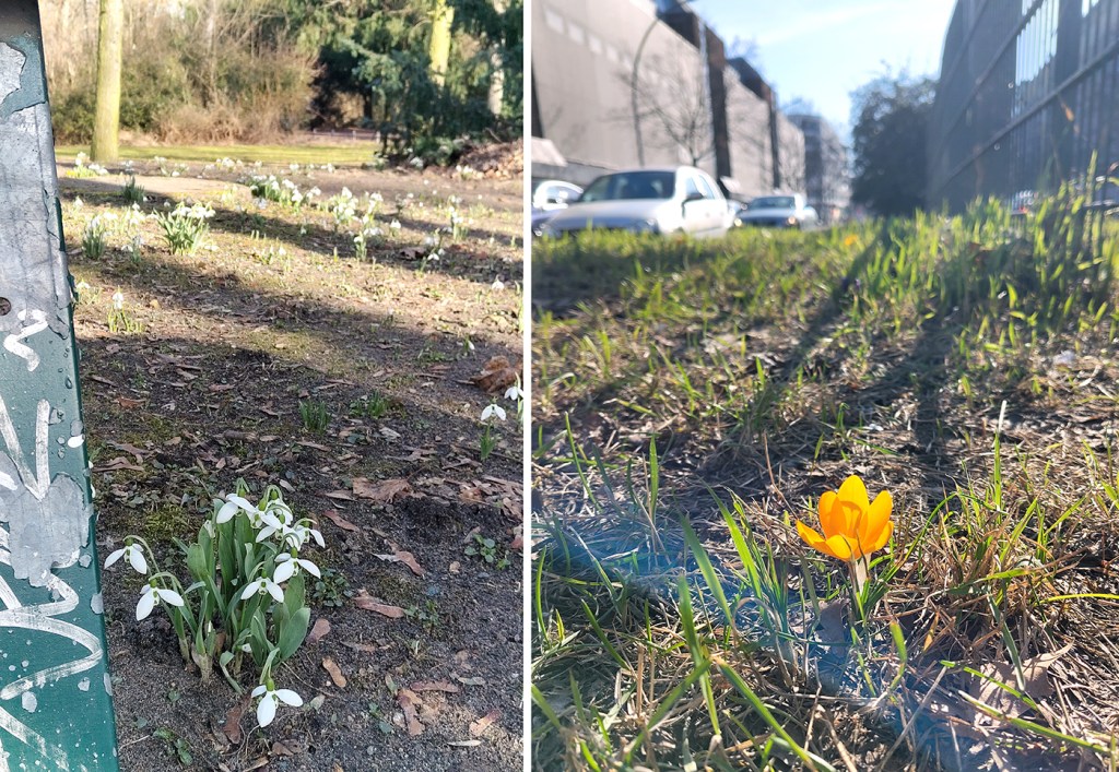 Frühling im Wedding und in Gesundbrunnen: Links im Humboldthain, rechts auf dem Mittelstreifen der Müllerstraße. Fotos: Hensel