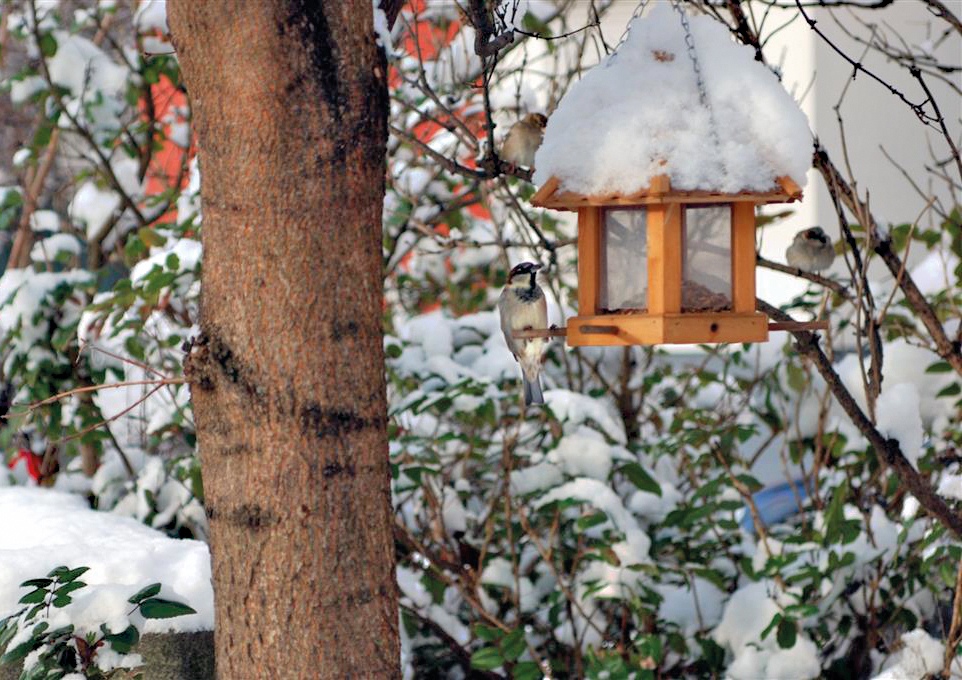 Auch das Vogelhäuschen hat einen Hut aus Schnee. Foto: Michael Becker