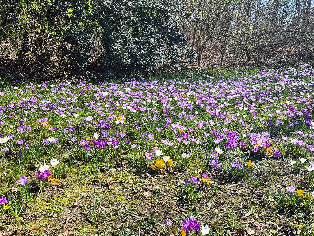 Die Krokuswiese im Humboldthain hat vor kurzem wieder den Frühling bunt gemacht. Foto: Gordana Radović