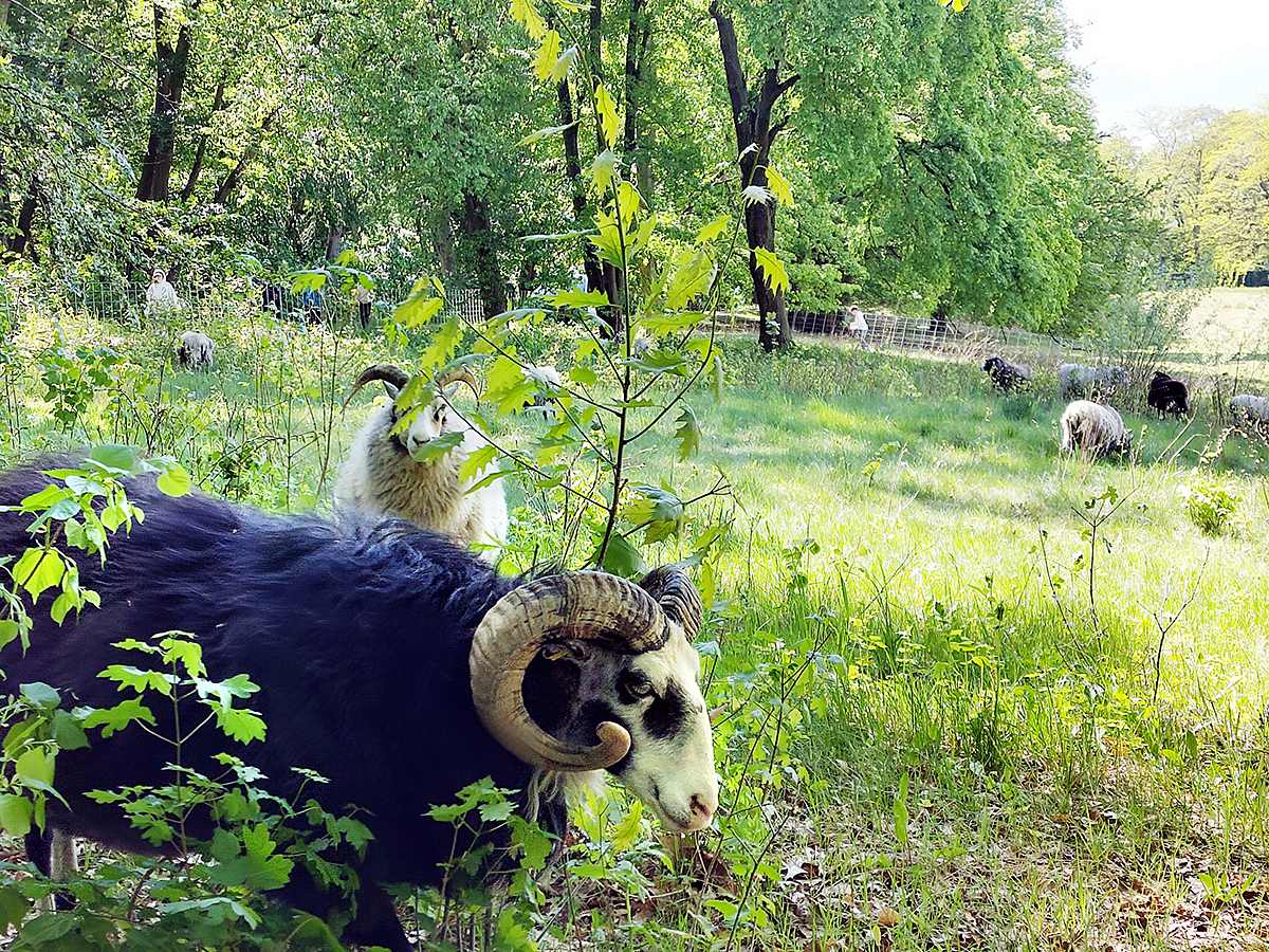 Schafe ziehen weiter: Umtrieb im Volkspark Rehberge