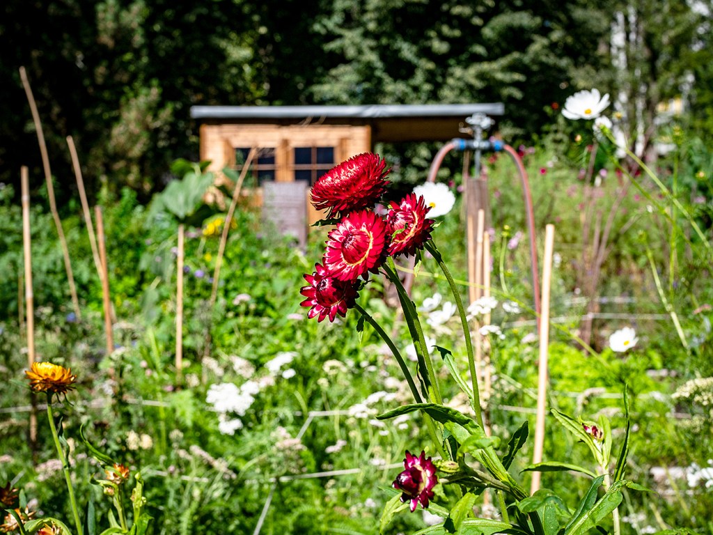 Strohblume blüht im Beet des Elisabeet Gemeinschaftsgartens im Soldiner Kiez.