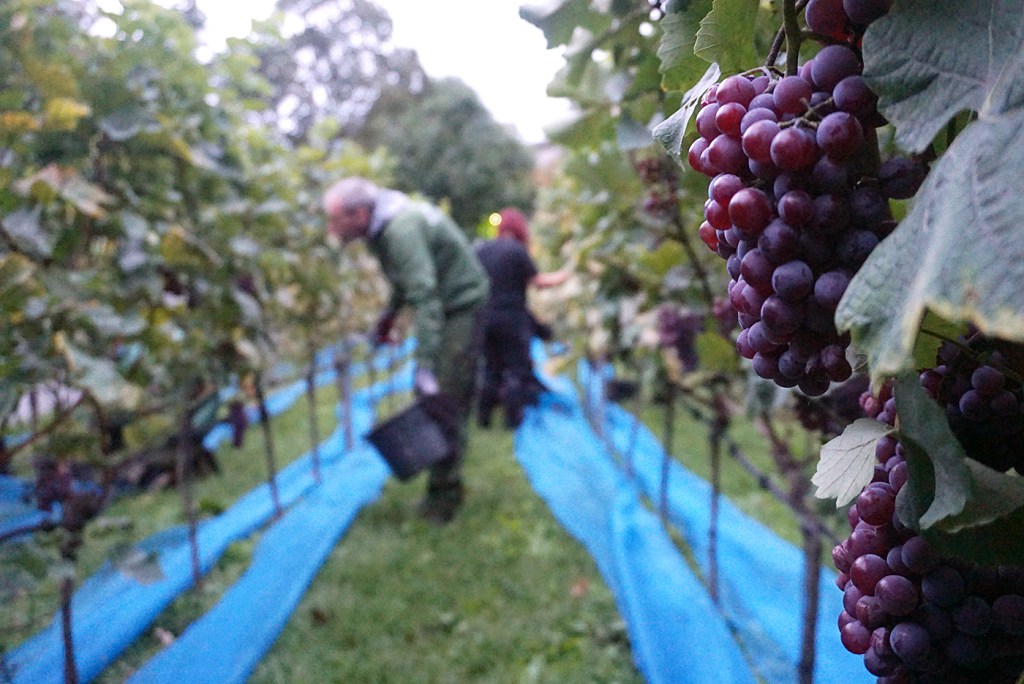 Weintrauben am Rebstock im Humboldthain, im Hintergrund Menschen bei der Weinlese.